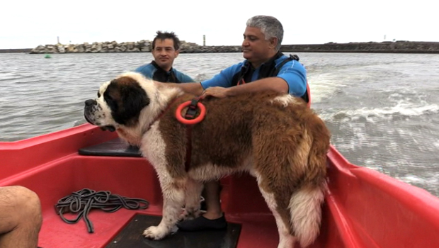 Chien - Entraînement - Sauvetage - Saint Pierre - La Réunion