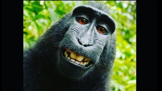 Fait insolite-selfie de singe