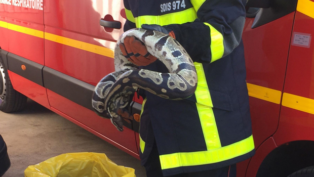 Serpent - capture - Sainte-Marie - Pompiers - La Réunion 