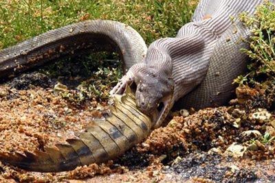 Australie - Un serpent mange un crocodile - Insolite - image DR (Twitter)