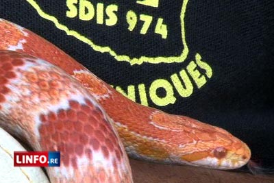 Serpents, iguanes... ces NACs que capturent nos pompiers