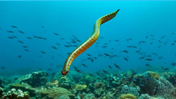 serpent de mer