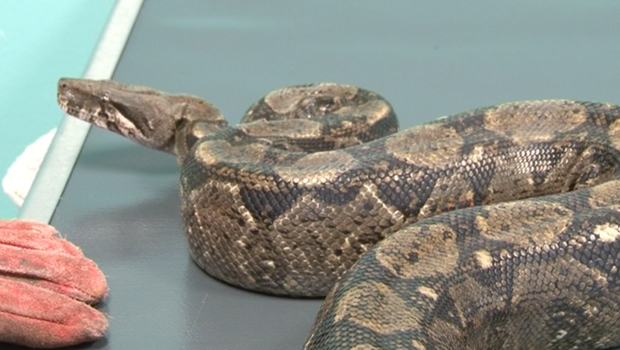 Serpent - Etang-Salé - Nouveaux animaux de compagnie - NAC