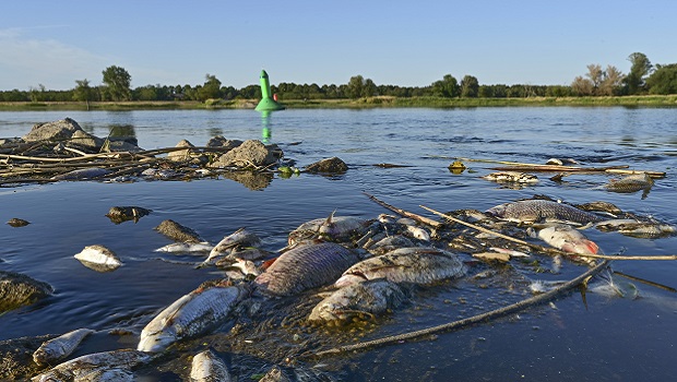 Poissons morts-Oder