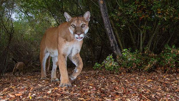 Etats-Unis : un puma a pris pour un cible un enfant de 5 ans