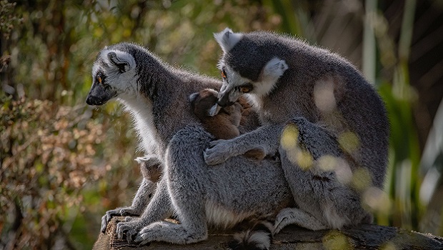 Lémurien - Madagascar