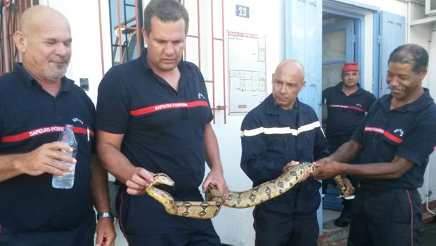 Un python royal découvert en pleine nature à Saint-Gilles Les Hauts 