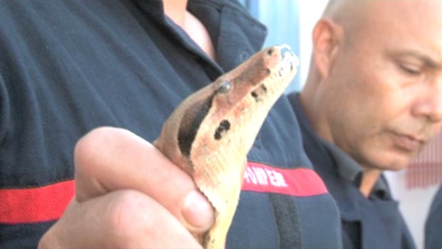 Un serpent toujours dans la nature à Saint-Paul ?