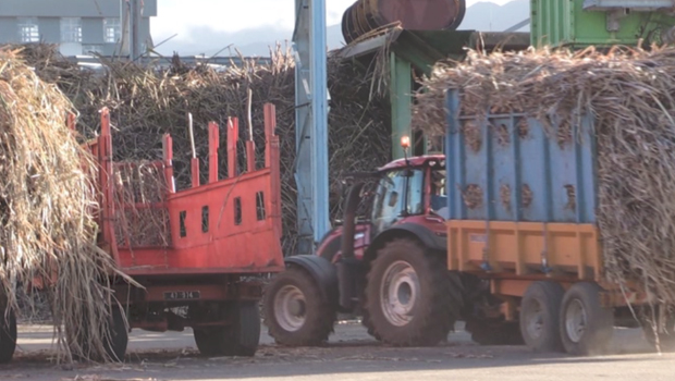 Campagne sucrière - La Réunion - Sucre - Agriculture