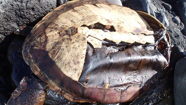 Une 3e tortue retrouvée morte en deux semaines 