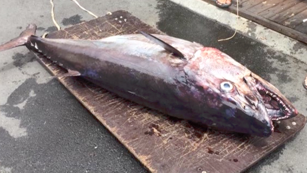 Thon - Record - Pêche - Port de Saint Gilles - La Réunion