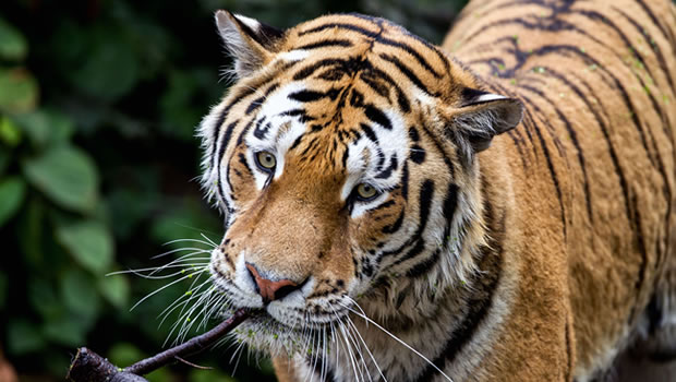 Ile Maurice - Un tigre agresse son dresseur