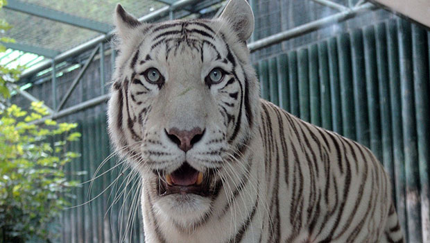 tigre blanc