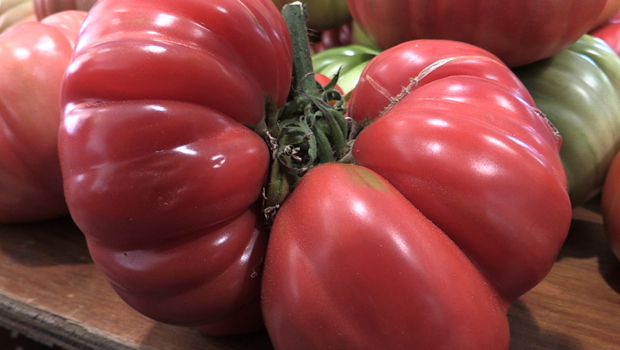 tomate - coeur de Boeuf - 2 kilos - Montvert-les-Hauts - La Réunion 