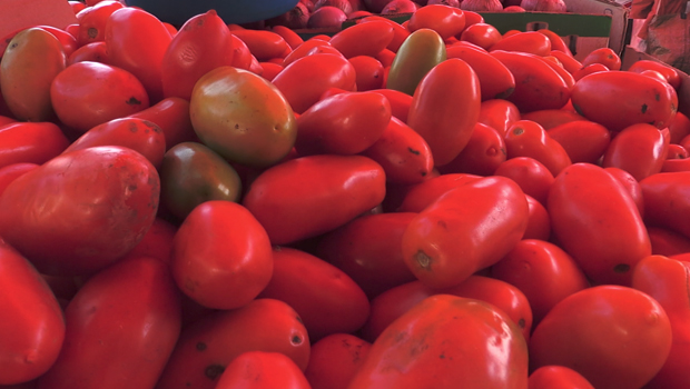 Sécheresse - tomate - hausse de prix