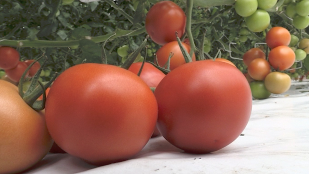 Tomate - Production - Fruit - Légume - Chambre d’Agriculture - La Réunion