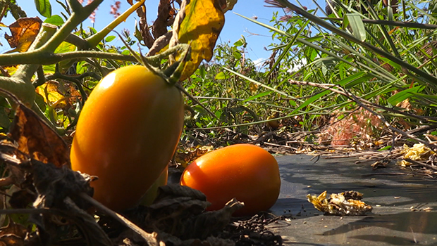 Tomate - La Réunion - Fruit - Légume - Agriculture - La Réunion