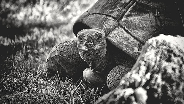 tortue géante