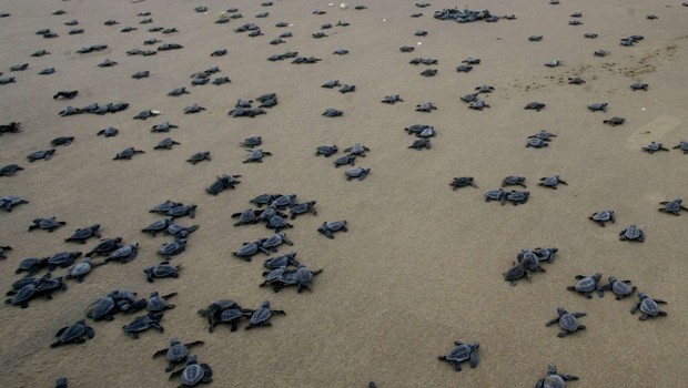 Var Naissance De Plusieurs Dizaines De Bebes Tortues Sur La Plage De Frejus Linfo Re France Societe