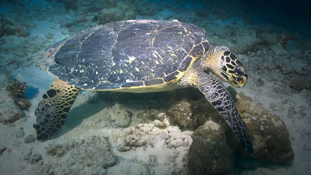 Seychelles-Sauvetage tortue verte