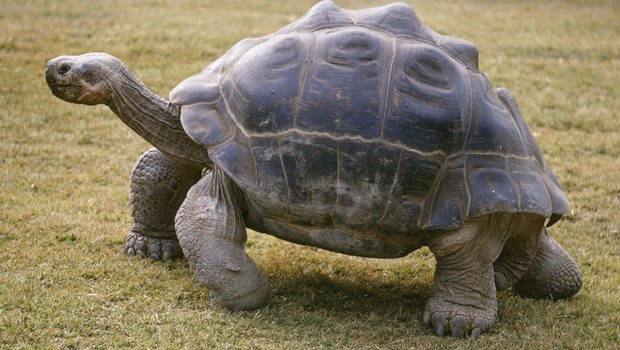 Tortue géante