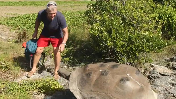 La tortue géante contre l’explorateur, la course-poursuite la plus lente du monde