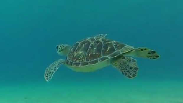 Mayotte -Tortue Verte