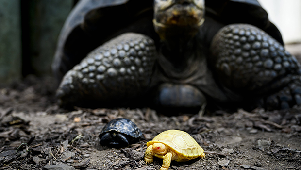 Tortue géante albinos