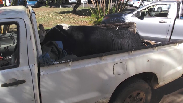 Saint-Pierre - DAAF -  mortalité bovine - éleveurs