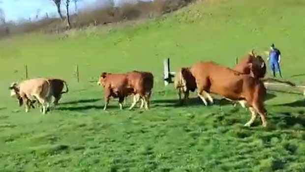 Quand les vaches expriment leur joie