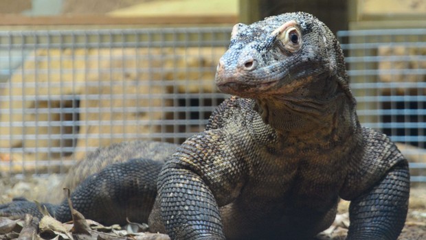 Varan - lézard géant - fait insolite