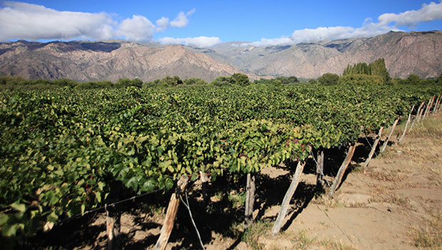 Vignoble : la Chine dépasse désormais la France