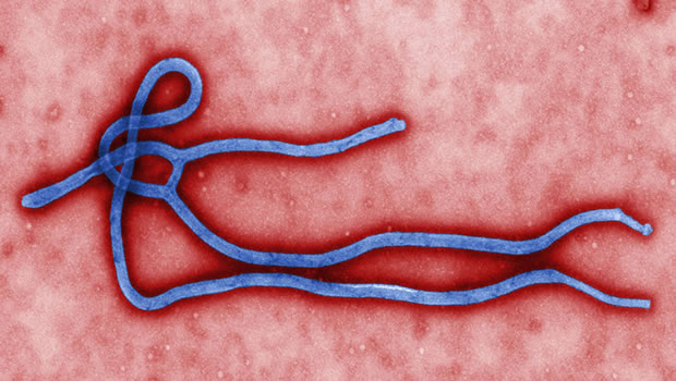 Le virus de la fièvre Ebola fait trembler l’Afrique de l’Ouest