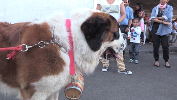 Salon Zanimos - Salon - chien - chat - Animaux - La Réunion