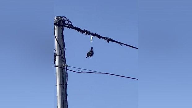 Déchet : un oiseau se tue avec un masque chirurgical, effet néfaste de la pollution humaine 