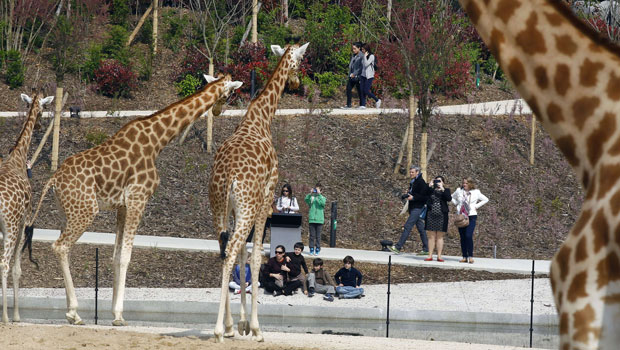 Un braquage raté dans le zoo de Vincennes