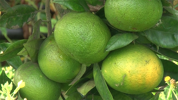 agrume - citron - agriculture 