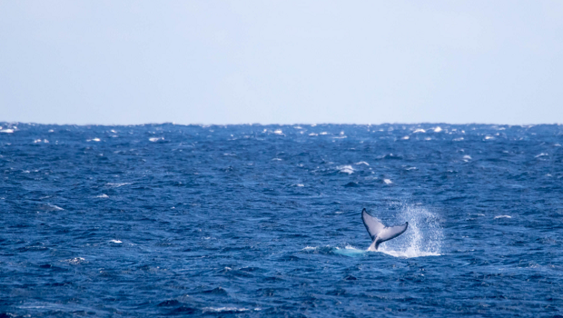 Baleines - Saint-Leu - Baleineau - Saison des baleines - Globice 