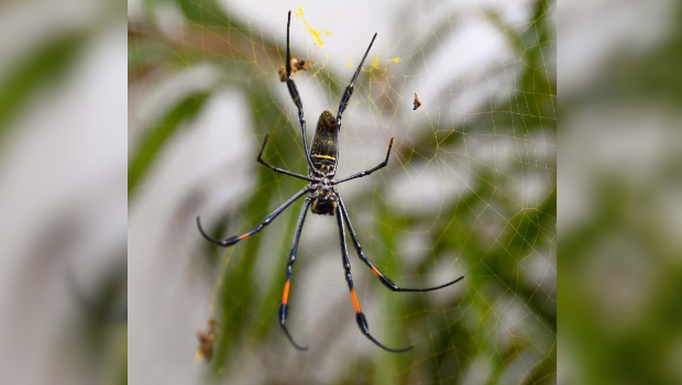 Bibe - araignée - St-Paul - La Réunion