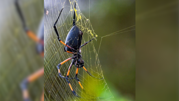 Bibe - araignée - St-Paul - La Réunion