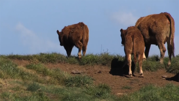 Boeuf peï - élevage Plaine des Cafres - boeufs