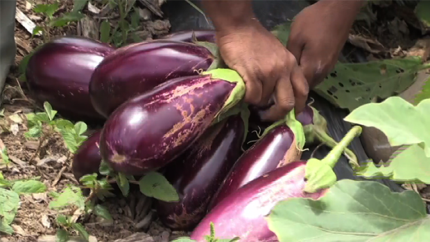 Bringelles - Aubergines