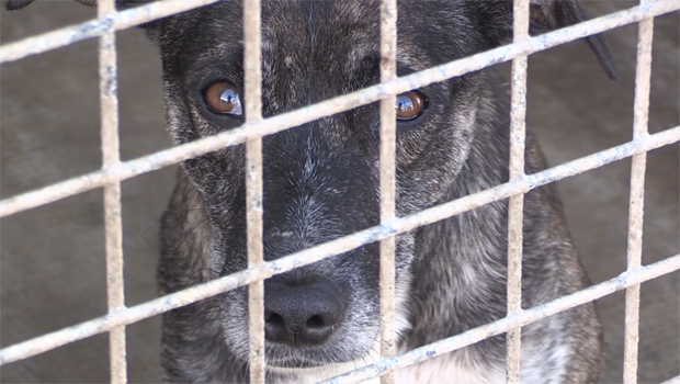 Stérilisation - chien - animaux - spa - cage