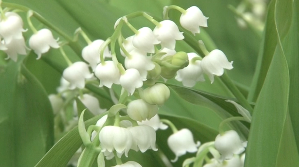 Premier mai - Muguet - Fête du travail