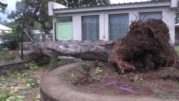 Ecole de Saint-Paul - Agents municipaux - Arbre tombé dans une école - école 