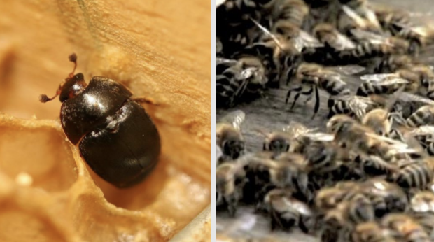 Des renforts de métropole seront envoyés à La Réunion pour lutter contre un parasite des abeilles - Coléoptères