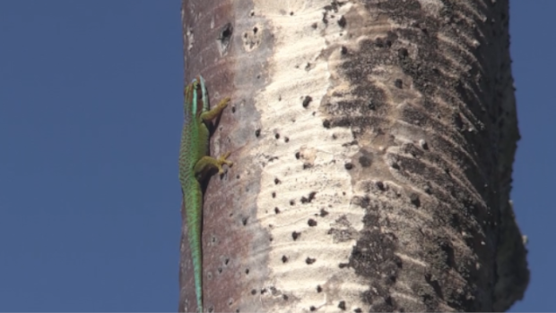 Gecko de Manapany - Manapany - espèce en danger - gecko 