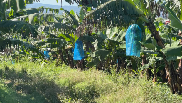 Recrudescence des vols de tomates et de bananes sur les exploitations du Sud