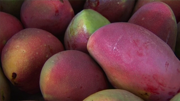 Mangue - mangues - fruits de saison