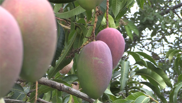 Mangue - mangues - fruits de saison